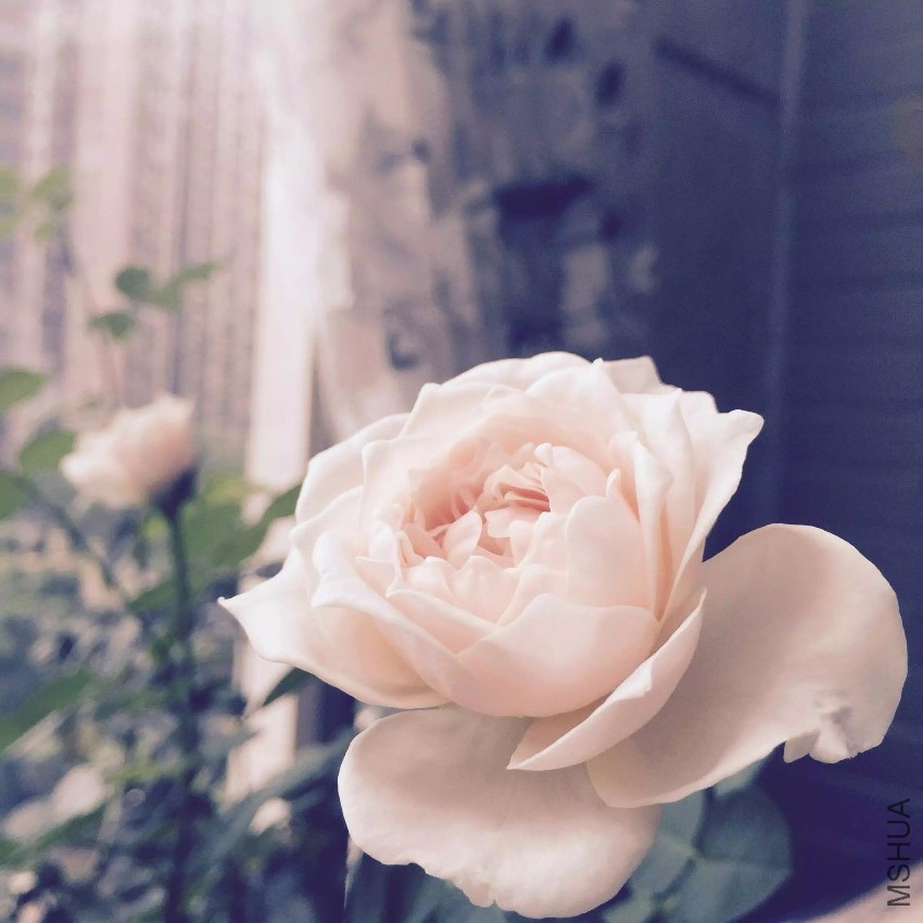 ���Ҷ���