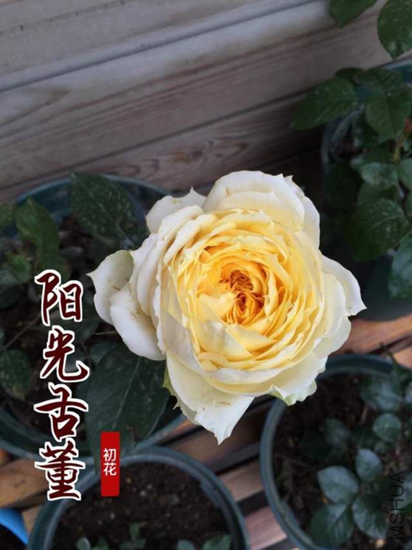 QQͼƬ20160512222050.jpg