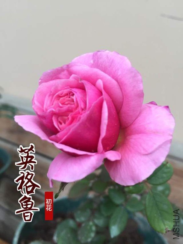 QQͼƬ20160512222046.jpg