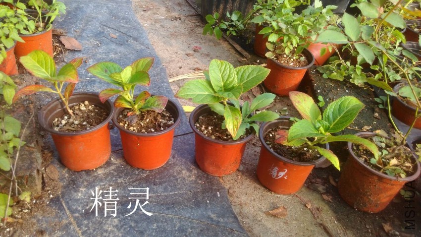 QQͼƬ20161106151413.jpg