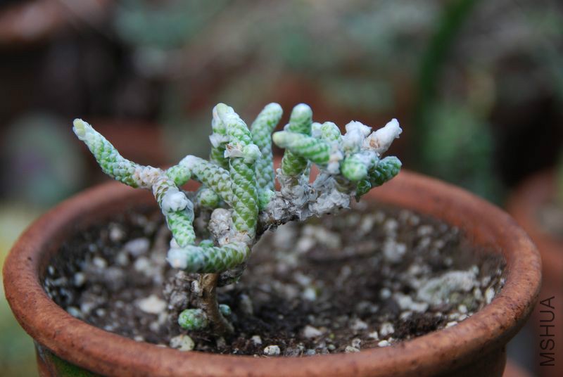 Anacampserotaceae - Anacampseros papyracea var_ namaensis1.JPG