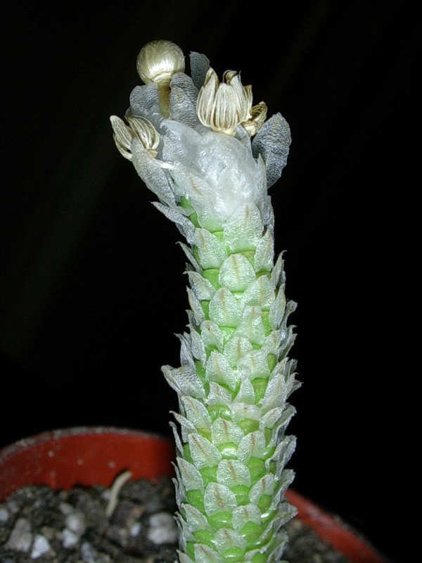 Anacampserosrecurvata3-vi.jpg