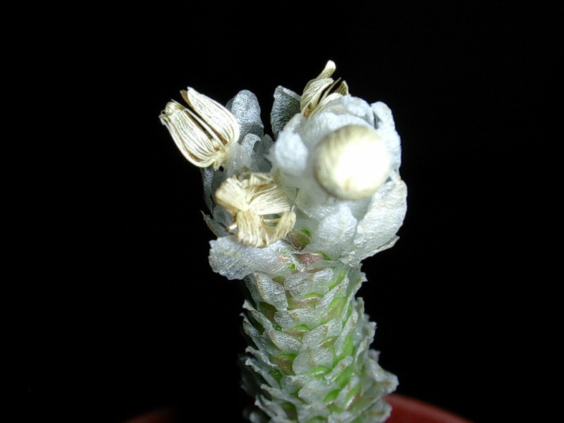 Anacampserosrecurvata8-vi.jpg