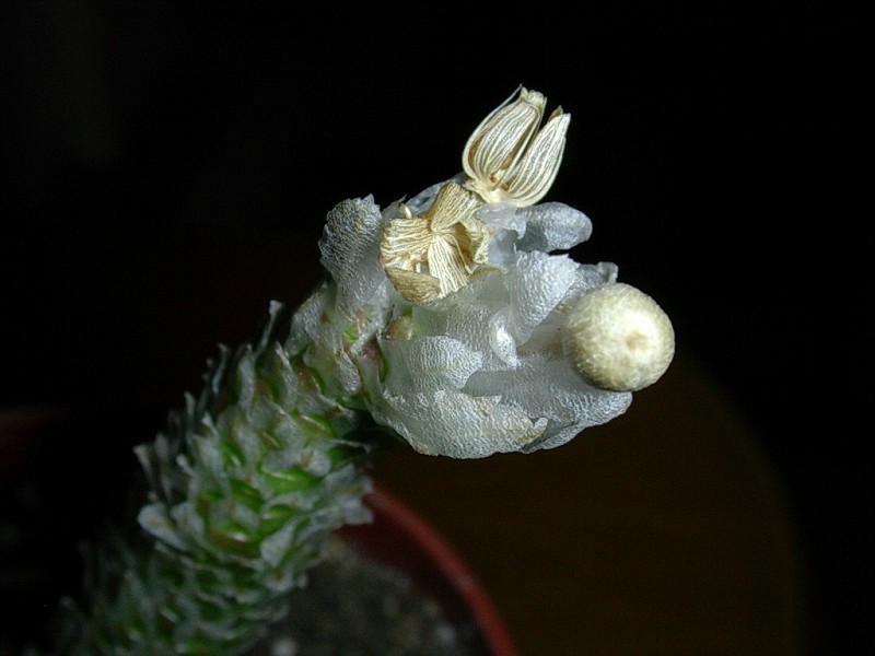Anacampserosrecurvata10-vi.jpg
