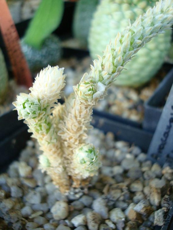Anacampserosrecurvata18-vi.jpg