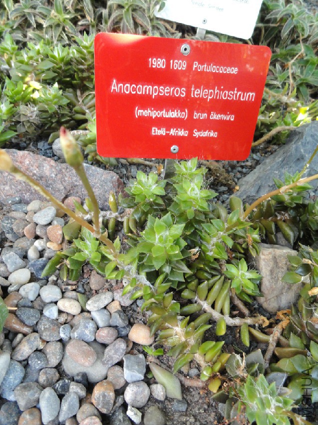 Anacampseros_telephiastrum_-_Botanical_Garden_in_Kaisaniemi,_Helsinki_-_DSC03728.jpg