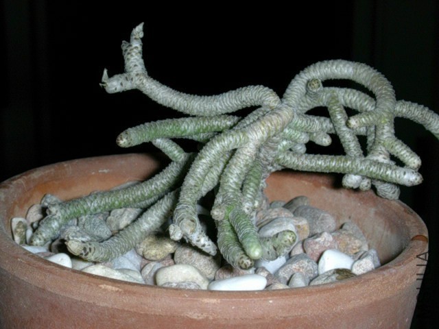 anacampserosustulata2-vi.jpg