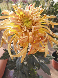 ��ˮ����