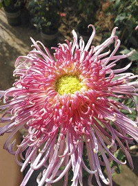 ��̬����