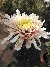 ��÷����