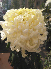 IMG_20161105_095151 - ����.jpg