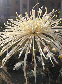 IMG_20161105_095307 - ����.jpg