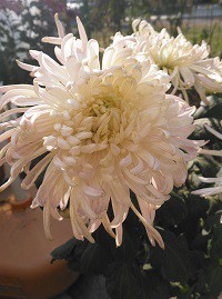 ������ǿ