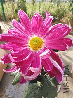 IMG_20161105_100513 - ����.jpg