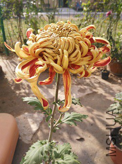 ��𱪣���û��ȫ��