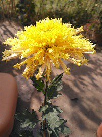 ������צ������Ʒ��