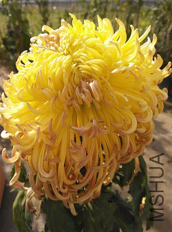 ������ɫ