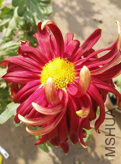 ��ͤ״Ԫ�������Щ����