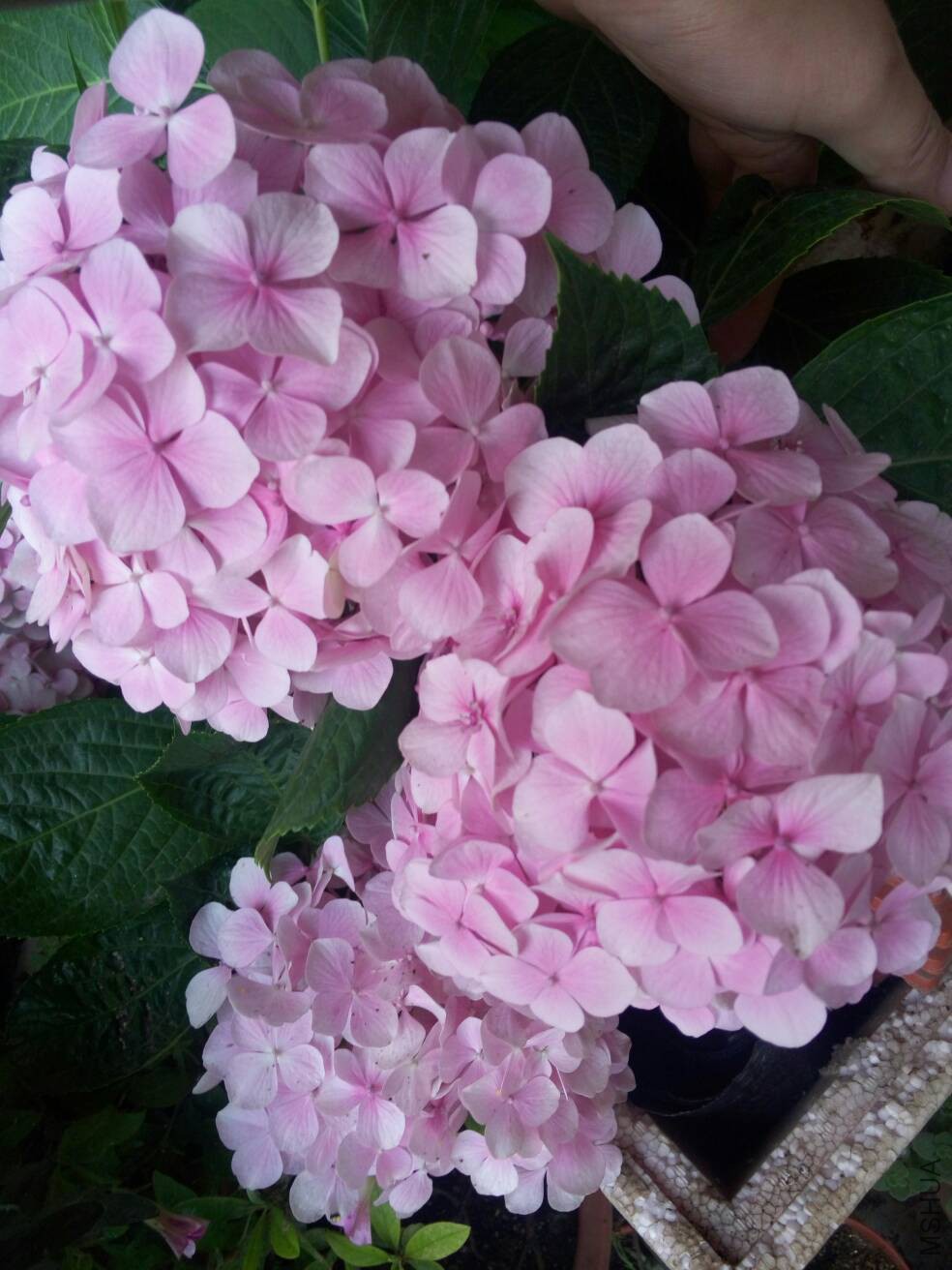 083618ndj147umjjqfpfdd.jpg