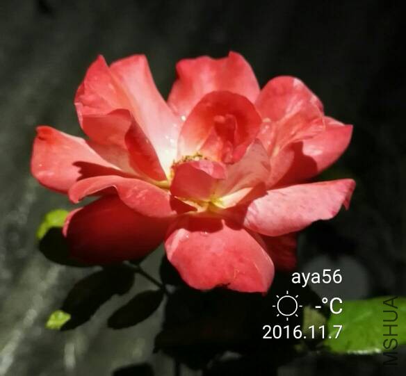 124521bowsyofzygts7s22.jpg