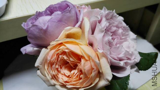 200941edssm9j5mzks99mj.jpg