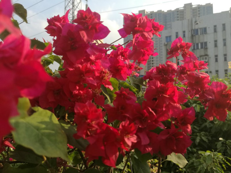 IMG_20161106_160151.jpg
