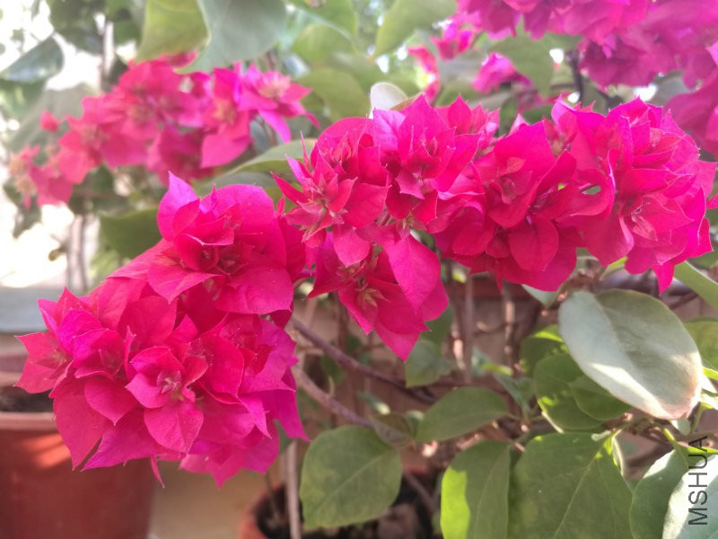 IMG_20161106_161053.jpg