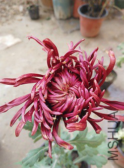 IMG_20161105_110608 - ����.jpg