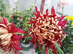 ��������