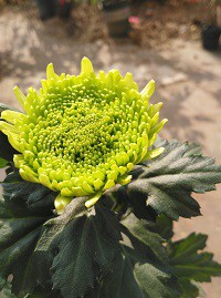 ����ɺ��