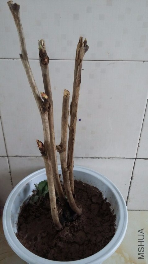 QQͼƬ20161110103309.jpg