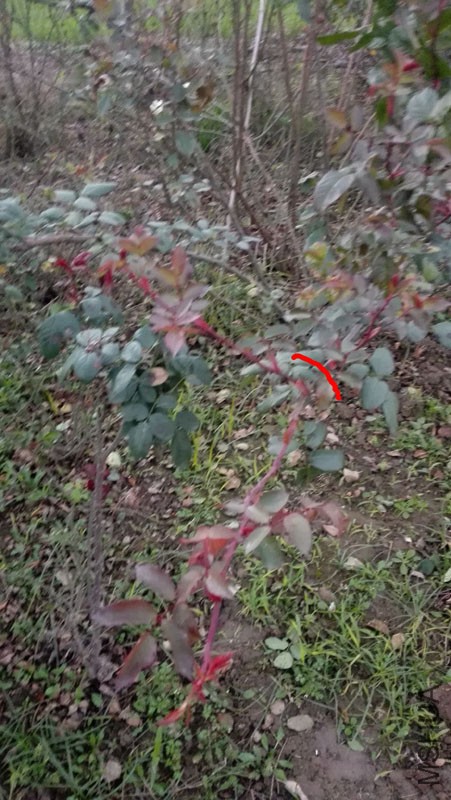 IMG_20161110_172603.jpg