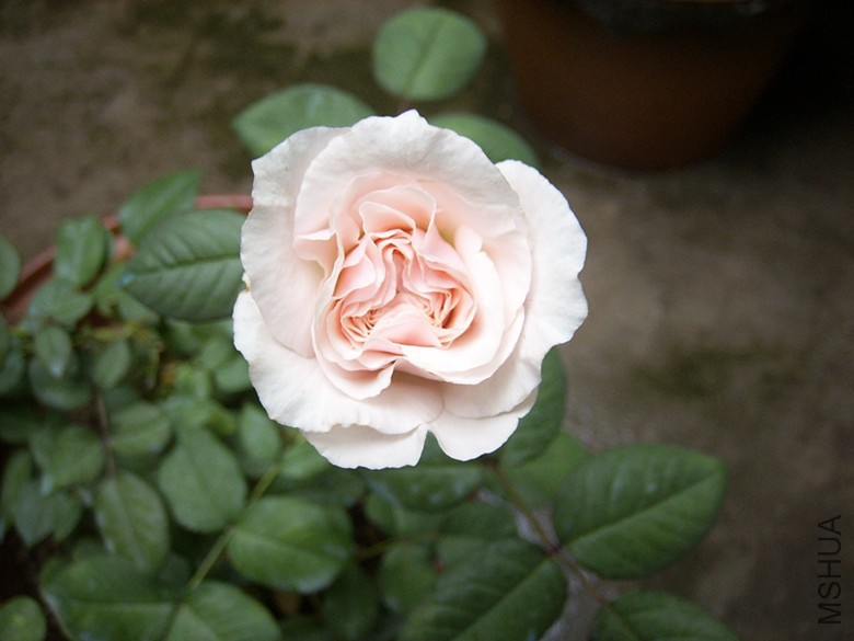 SPA50050_����.jpg