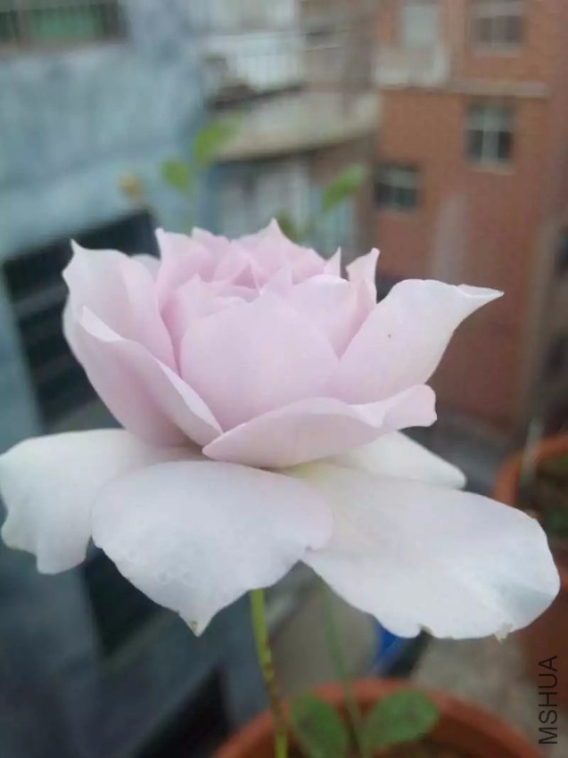 2345_image_file_copy_1.jpg