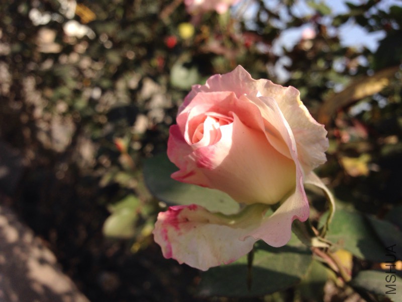 131704wnc7mqfrmkkjrdkc.jpg