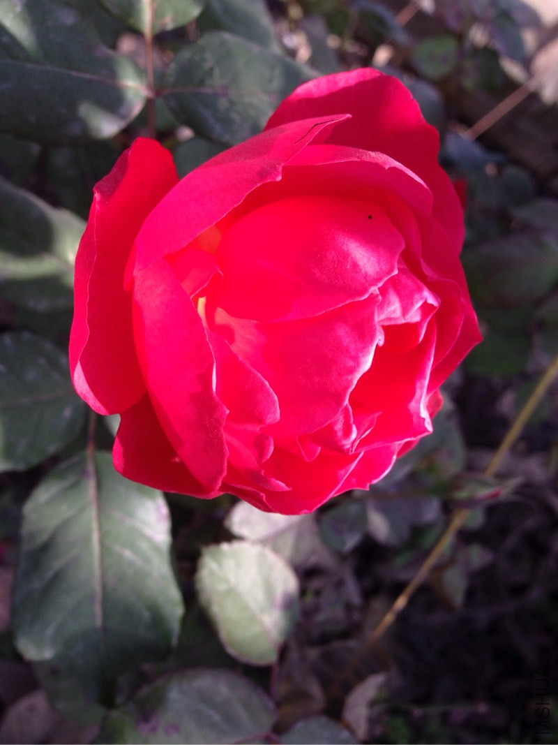 131706ijgrr5mtvqkcc9py.jpg