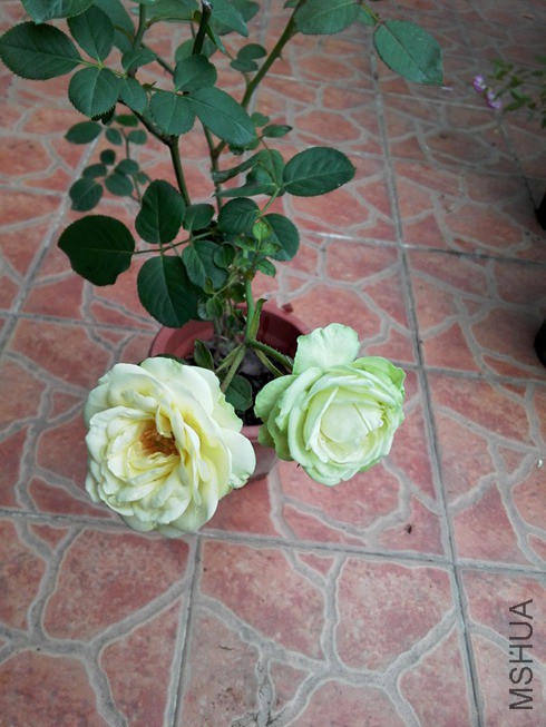 ͼƬ18.jpg