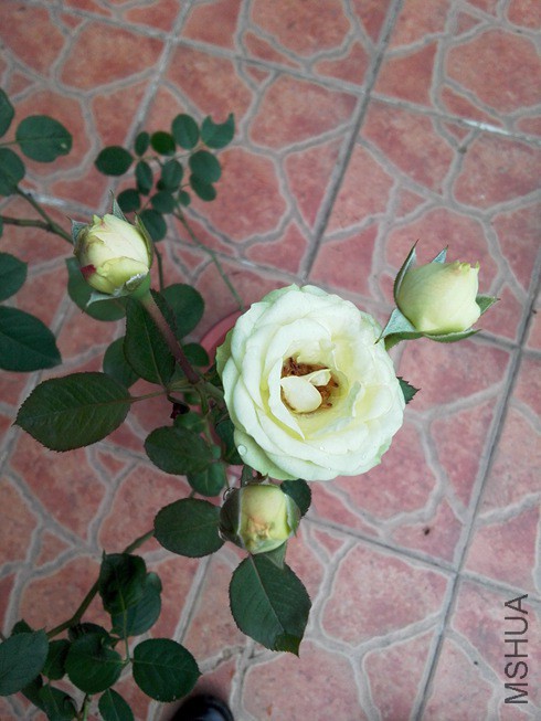 ͼƬ19.jpg