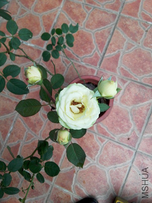 ͼƬ20.jpg