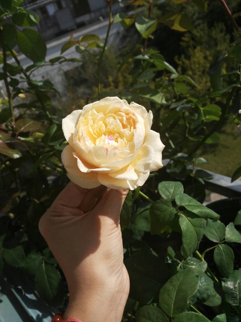 093014jdk4ztzbd6bjcb7l.jpg