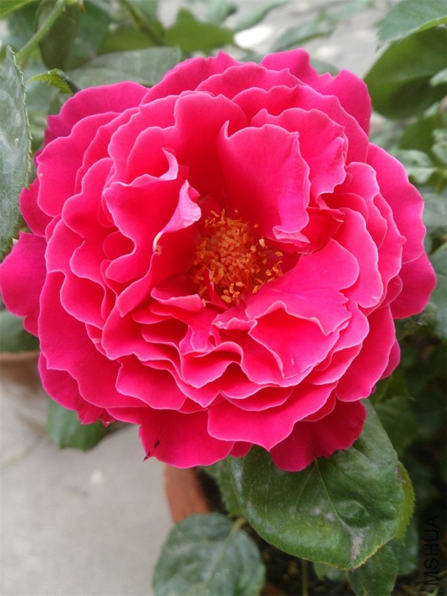 DSC_0457.JPG