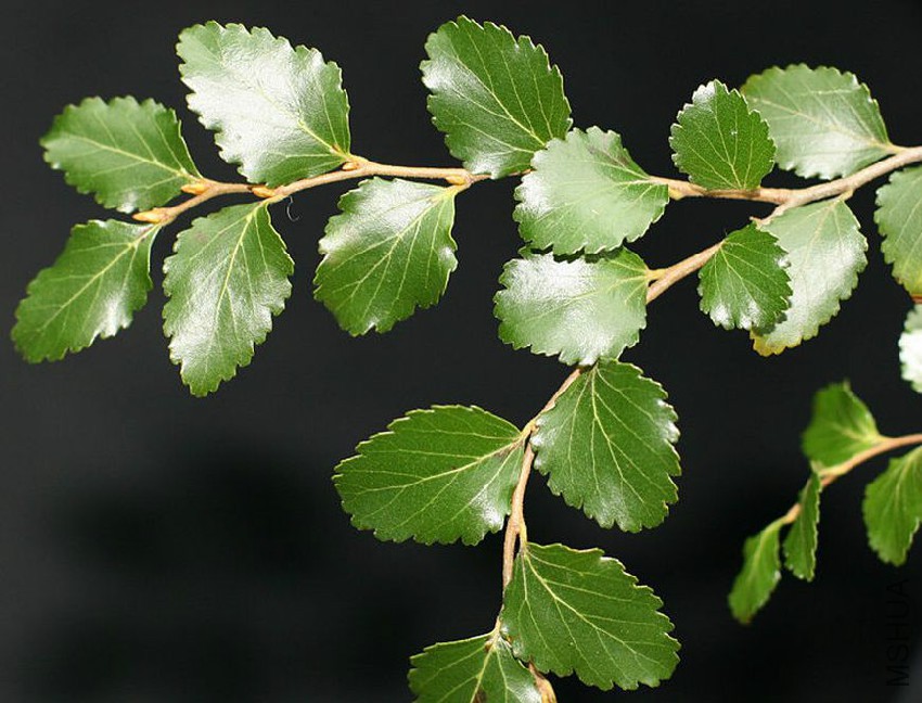 Nothofagus truncata.jpg