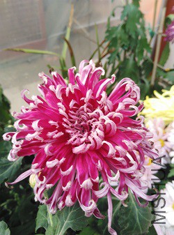 �ո�ȷ��Ʒ�֣����ͱ������е���ë��