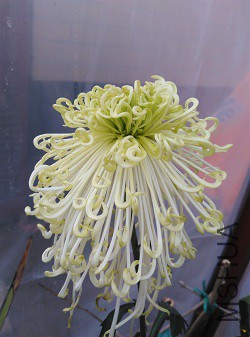 �Ѿ��ǳ����µ����������צ