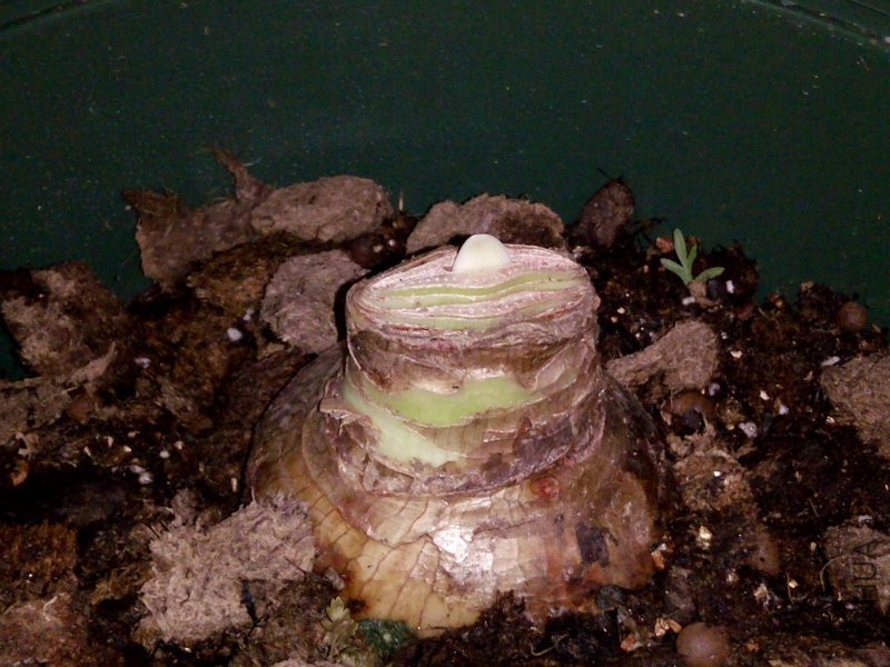 �ֺ�ڰ��죬��ֻ�������ȷ�ѿ��һֻ��