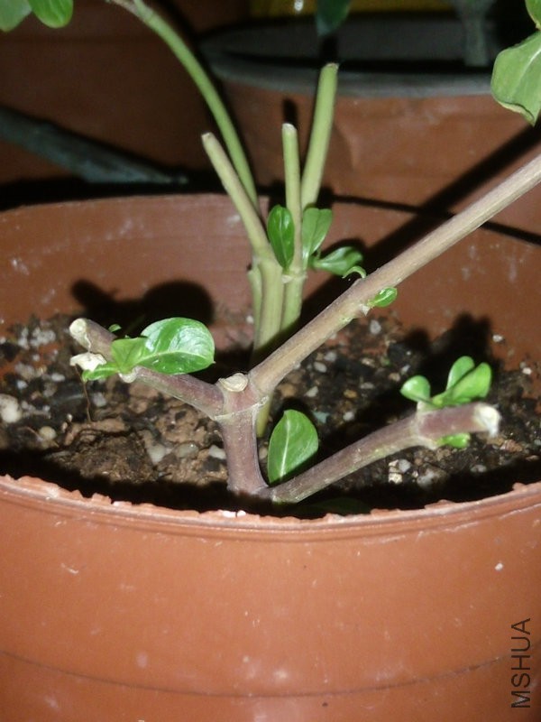 �����ɰ��ĳ�����