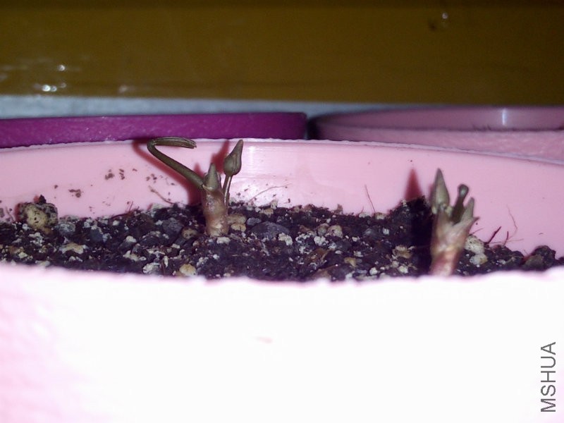 �ֺ����µ�צצ��׼������