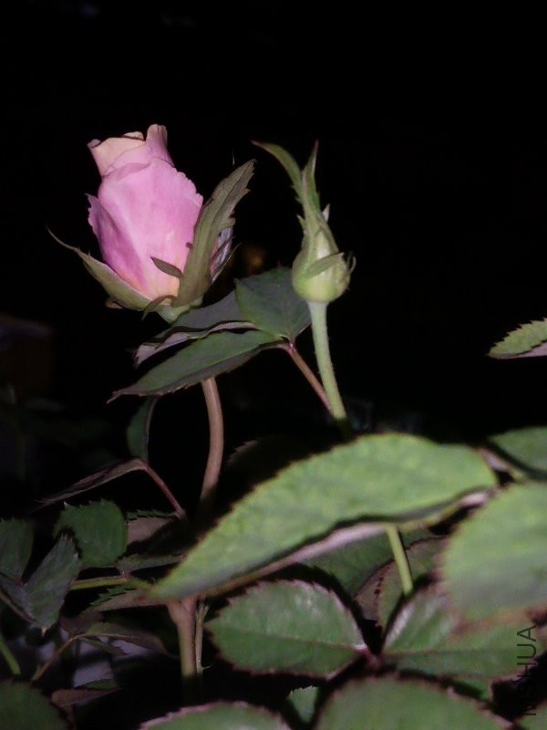 ҹ������˯��¥���Ժ�Ͷ����������¥��