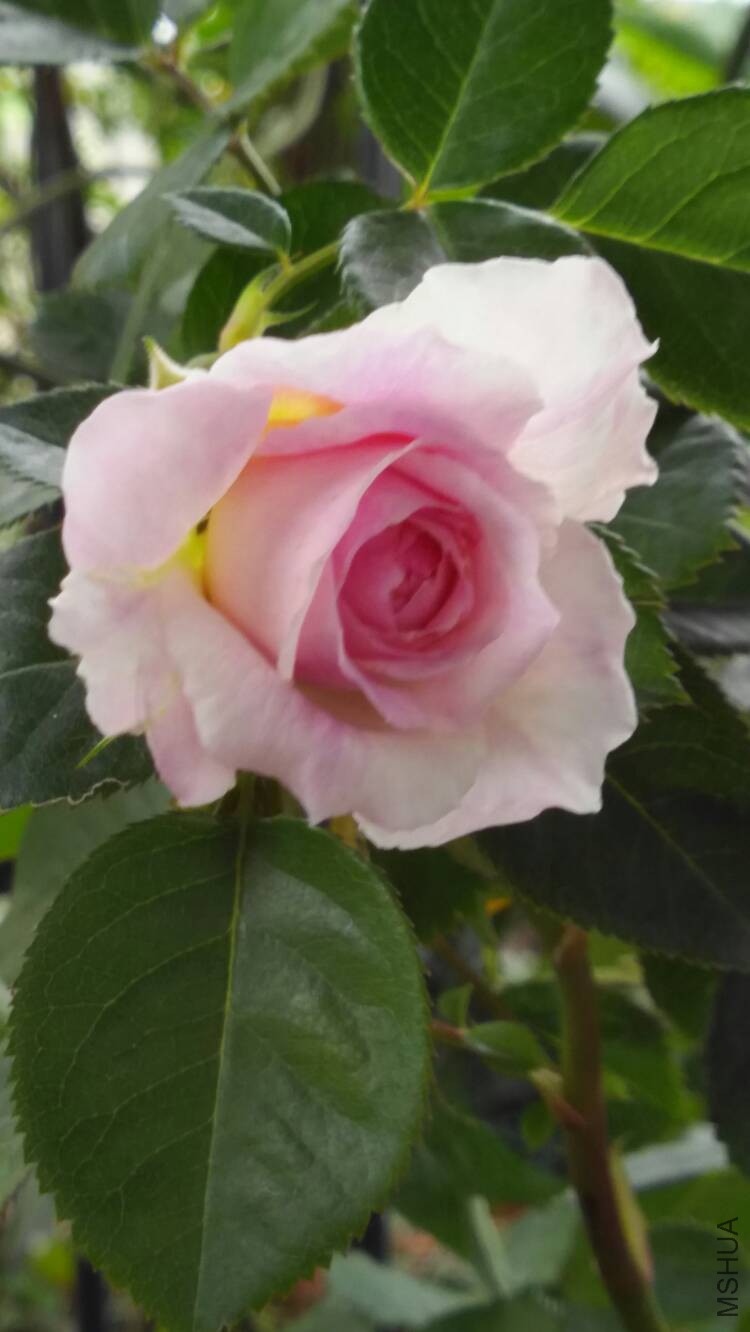 083554fgr7dn2vongivvzd.jpg