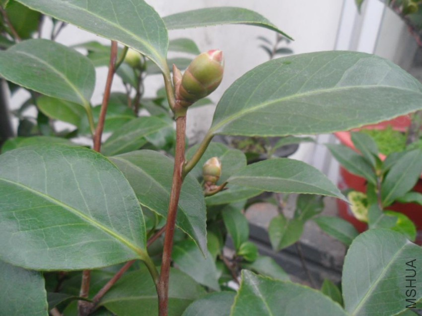 SAM_3628.JPG